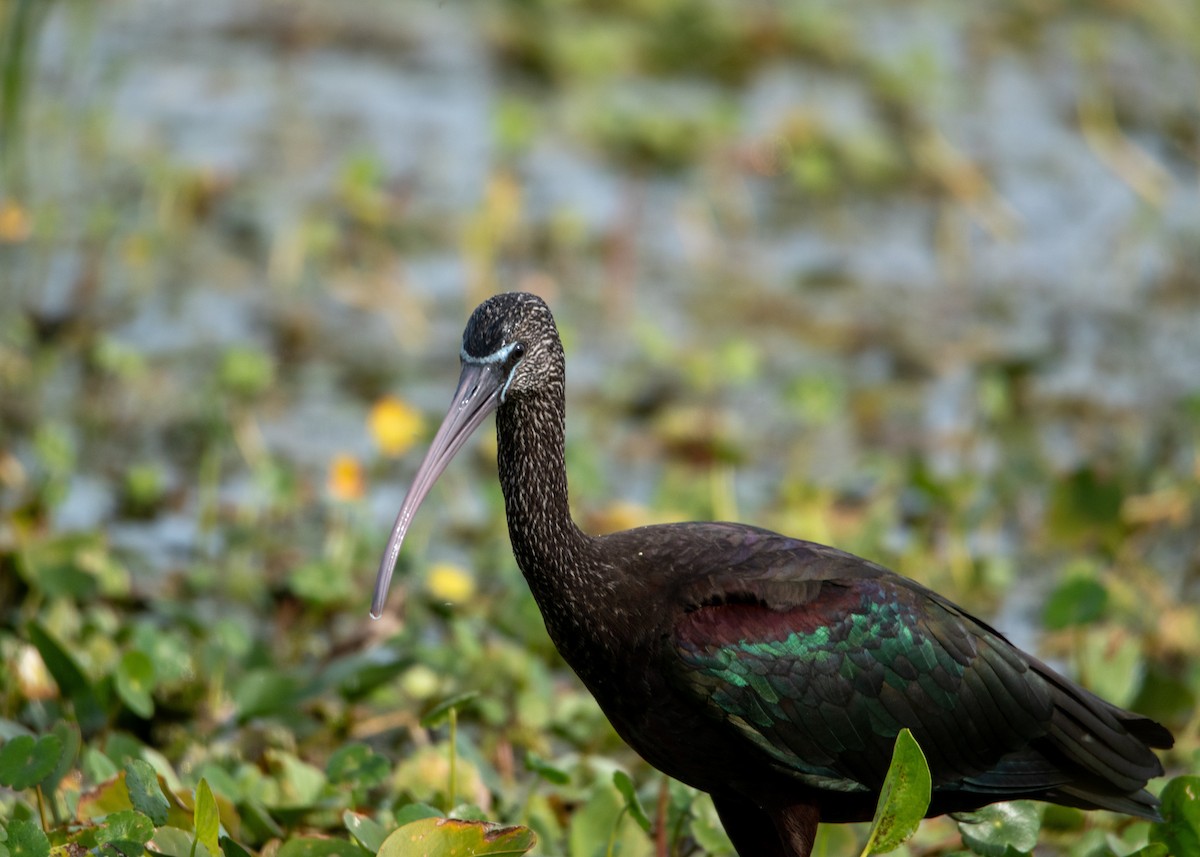 Glossy Ibis - ML647323839