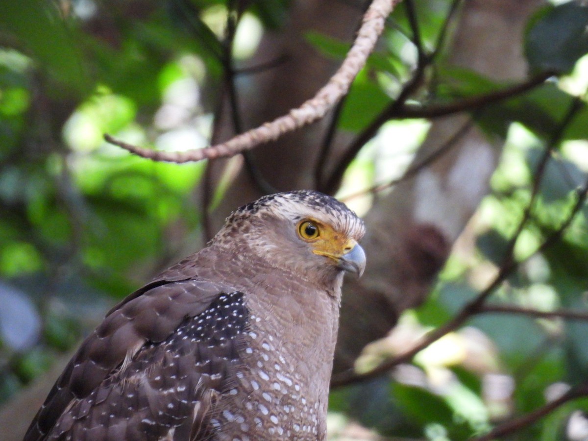 Crested Serpent-Eagle - ML647323848