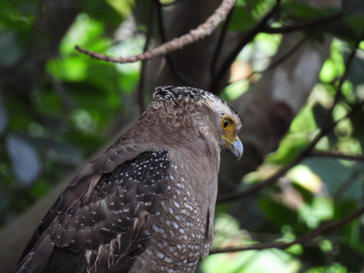 Хохлатый змееяд - ML647323849