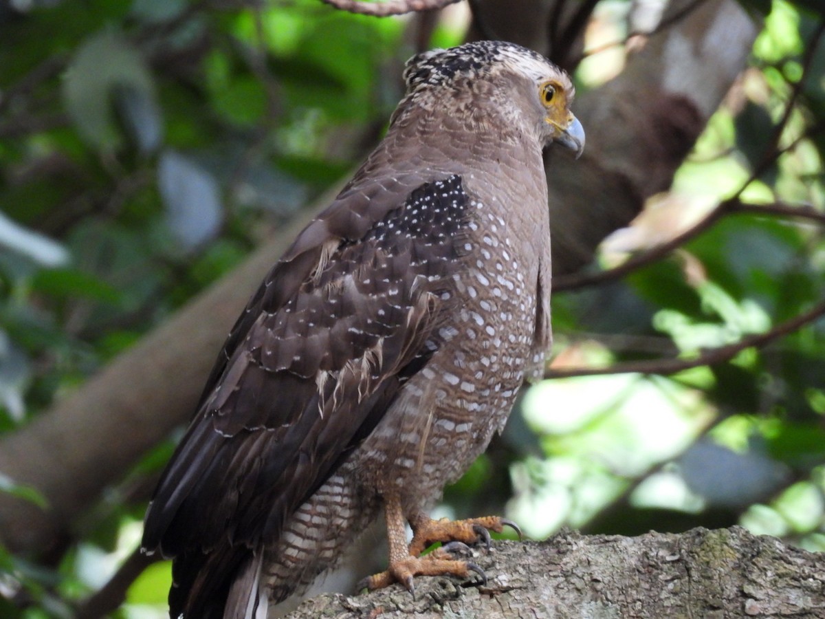 Crested Serpent-Eagle - ML647323850