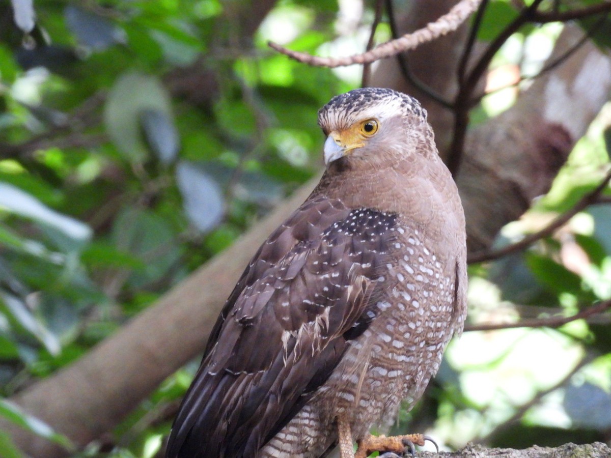 Хохлатый змееяд - ML647323851