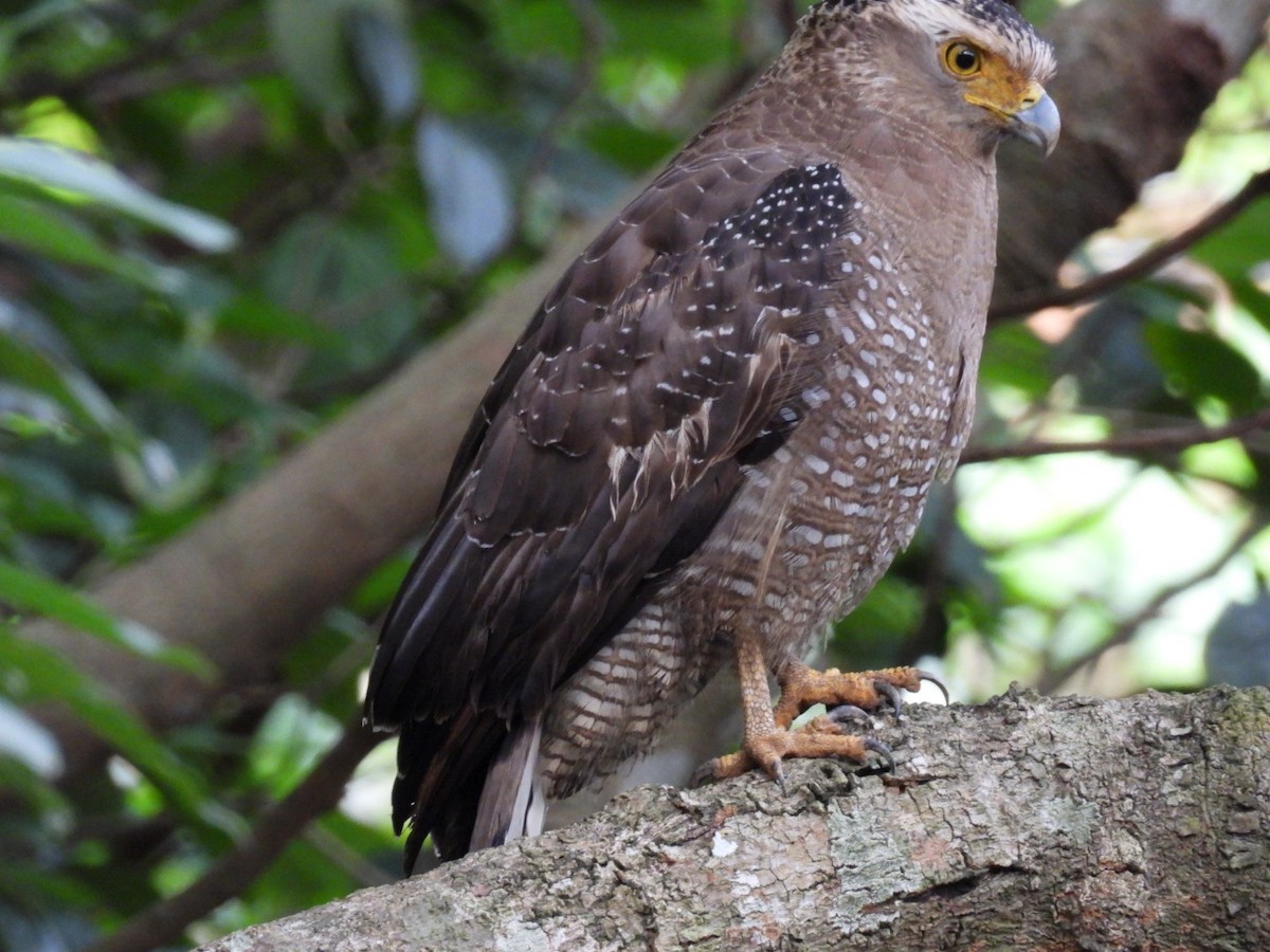 Crested Serpent-Eagle - ML647323852