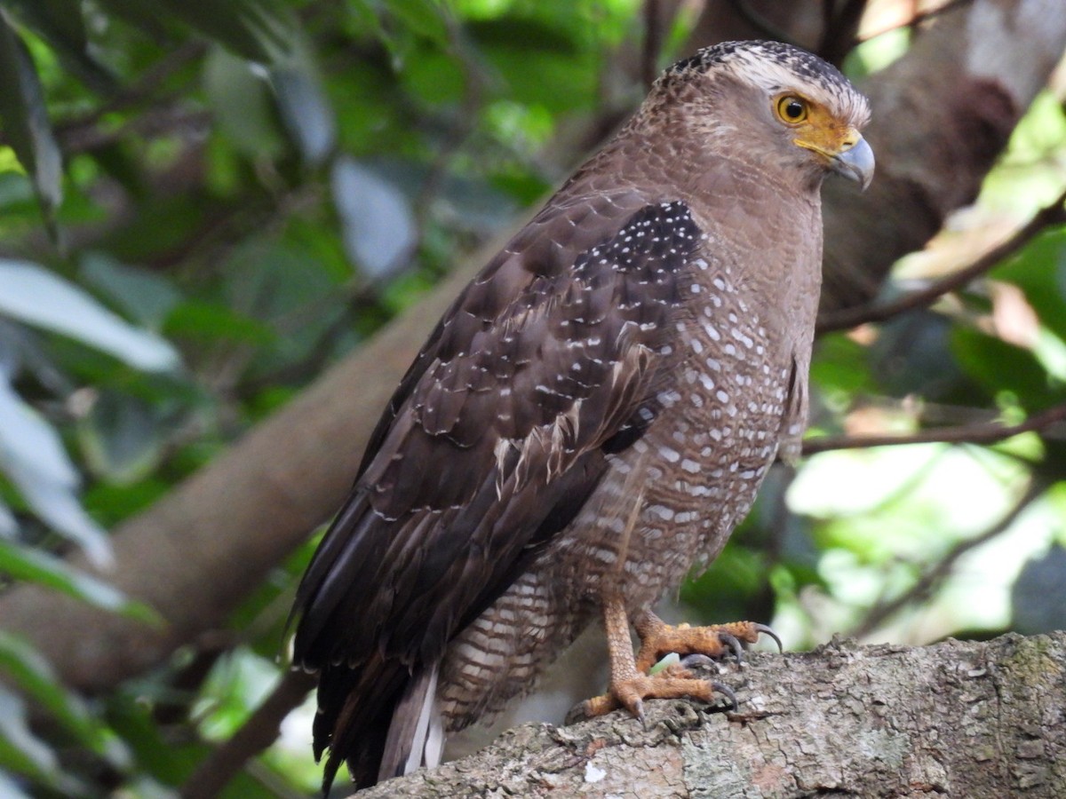 Crested Serpent-Eagle - ML647323853