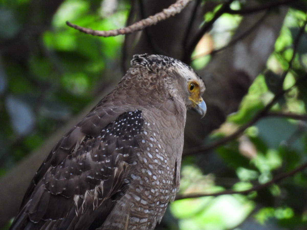 Crested Serpent-Eagle - ML647323855