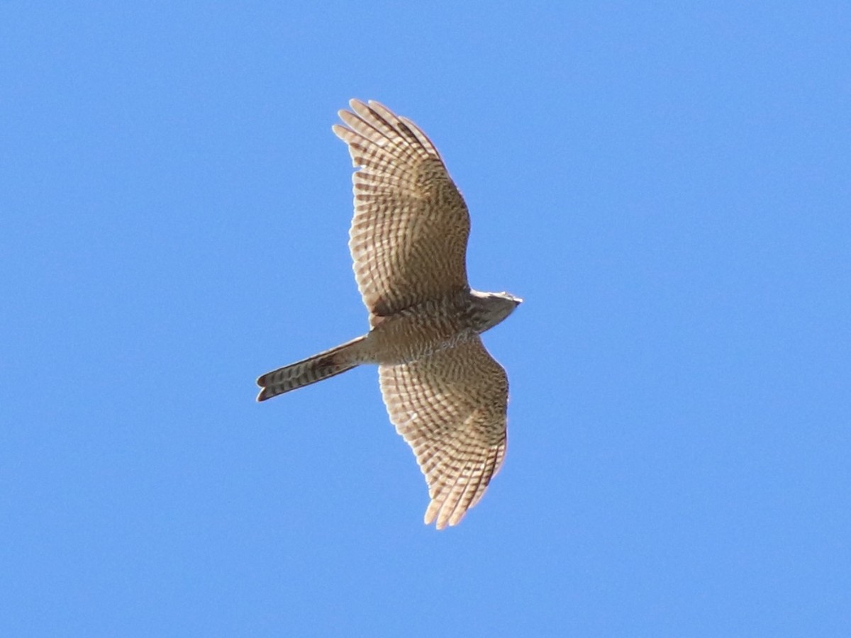 Épervier à collier roux - ML647323860