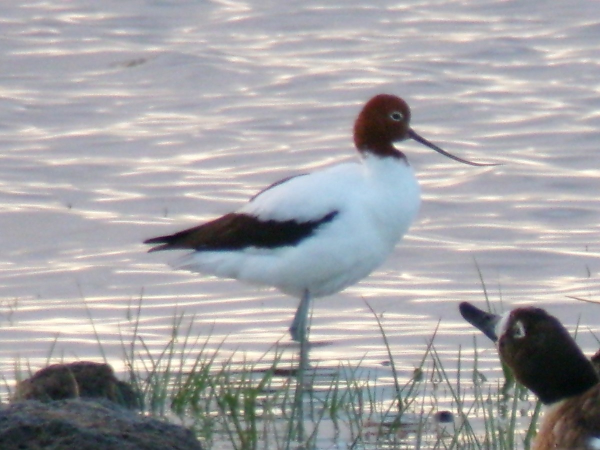 Abozeta burugorria - ML647323869