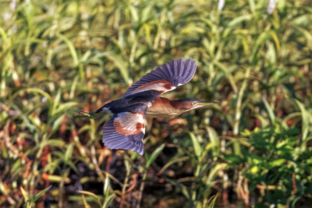 Black-backed Bittern - ML647323870