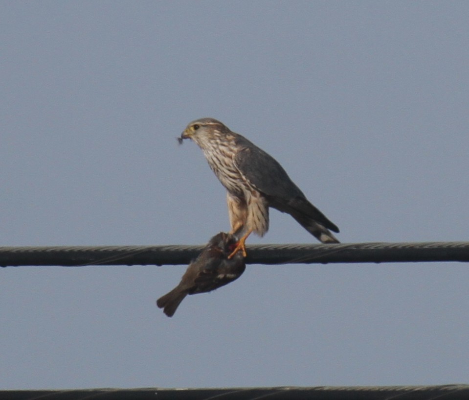 Merlin - ML647323873