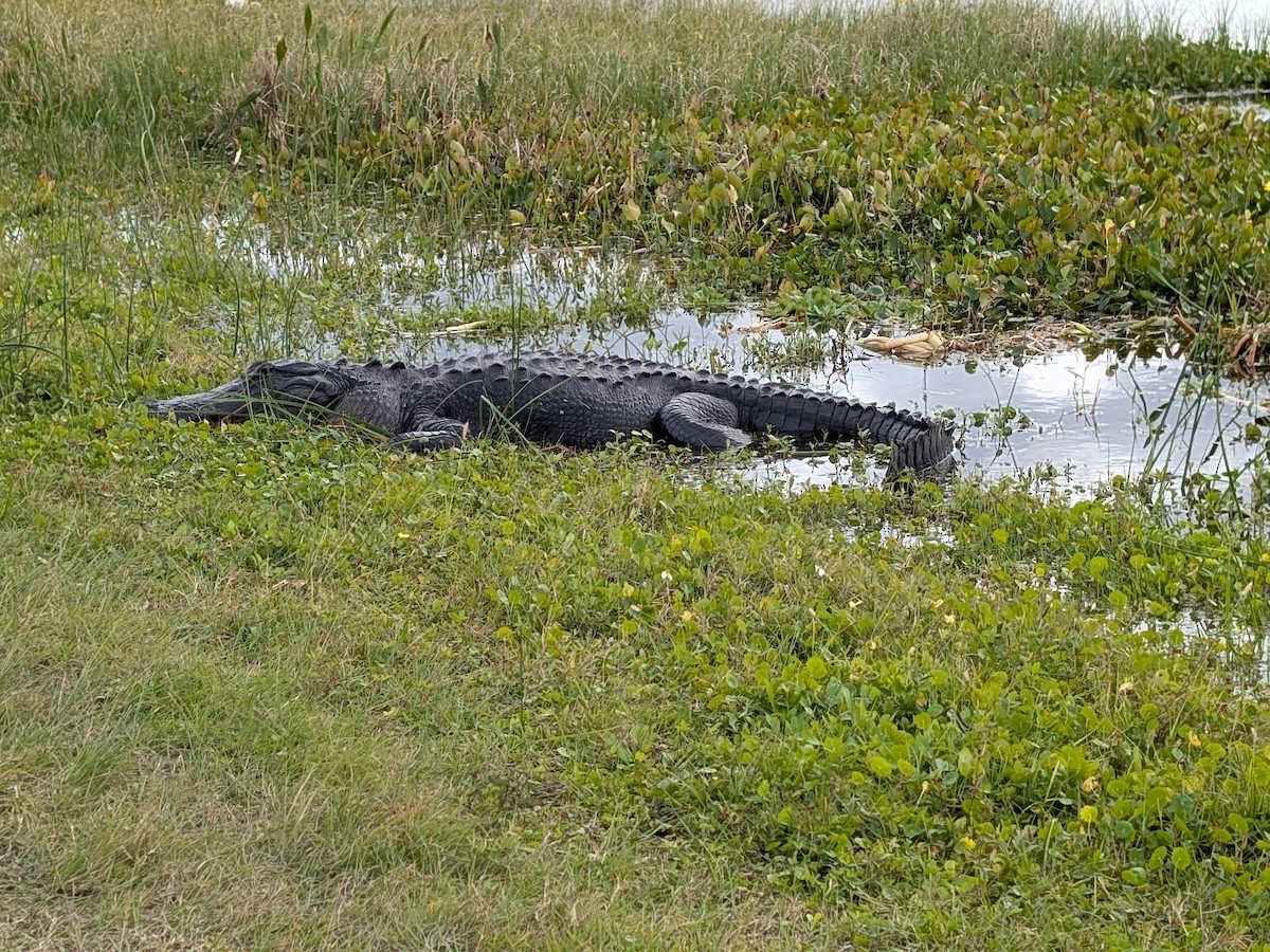 American Alligator - ML647323879