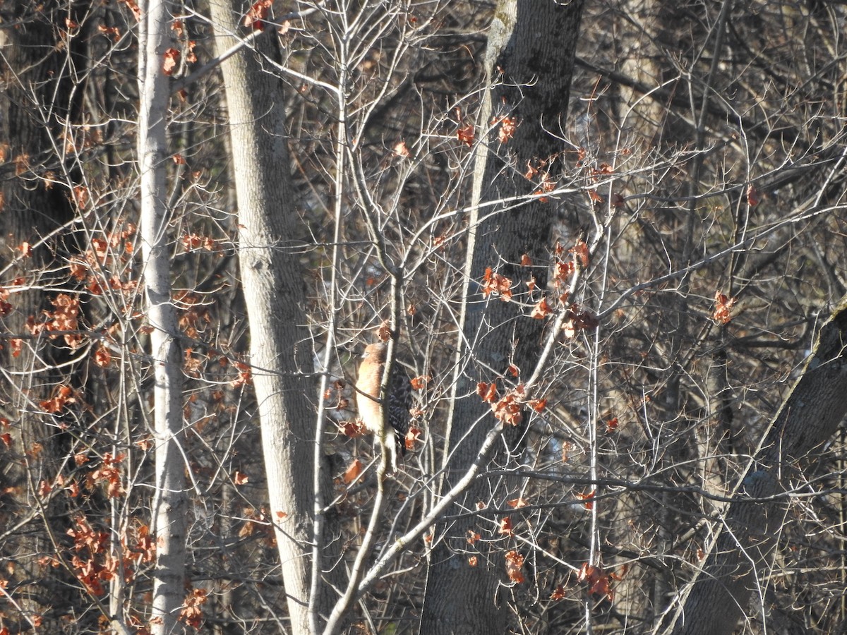 Red-shouldered Hawk - ML647323897