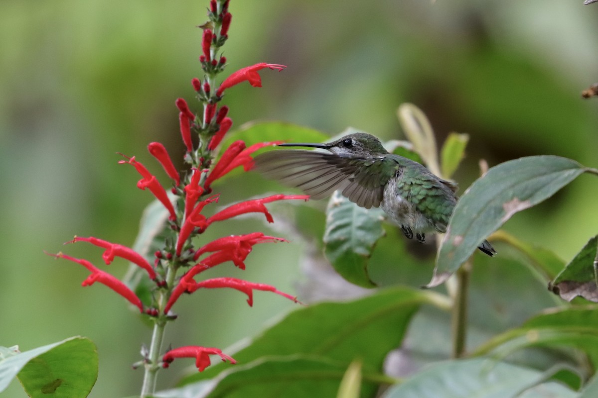 Ruby-throated Hummingbird - ML647323923