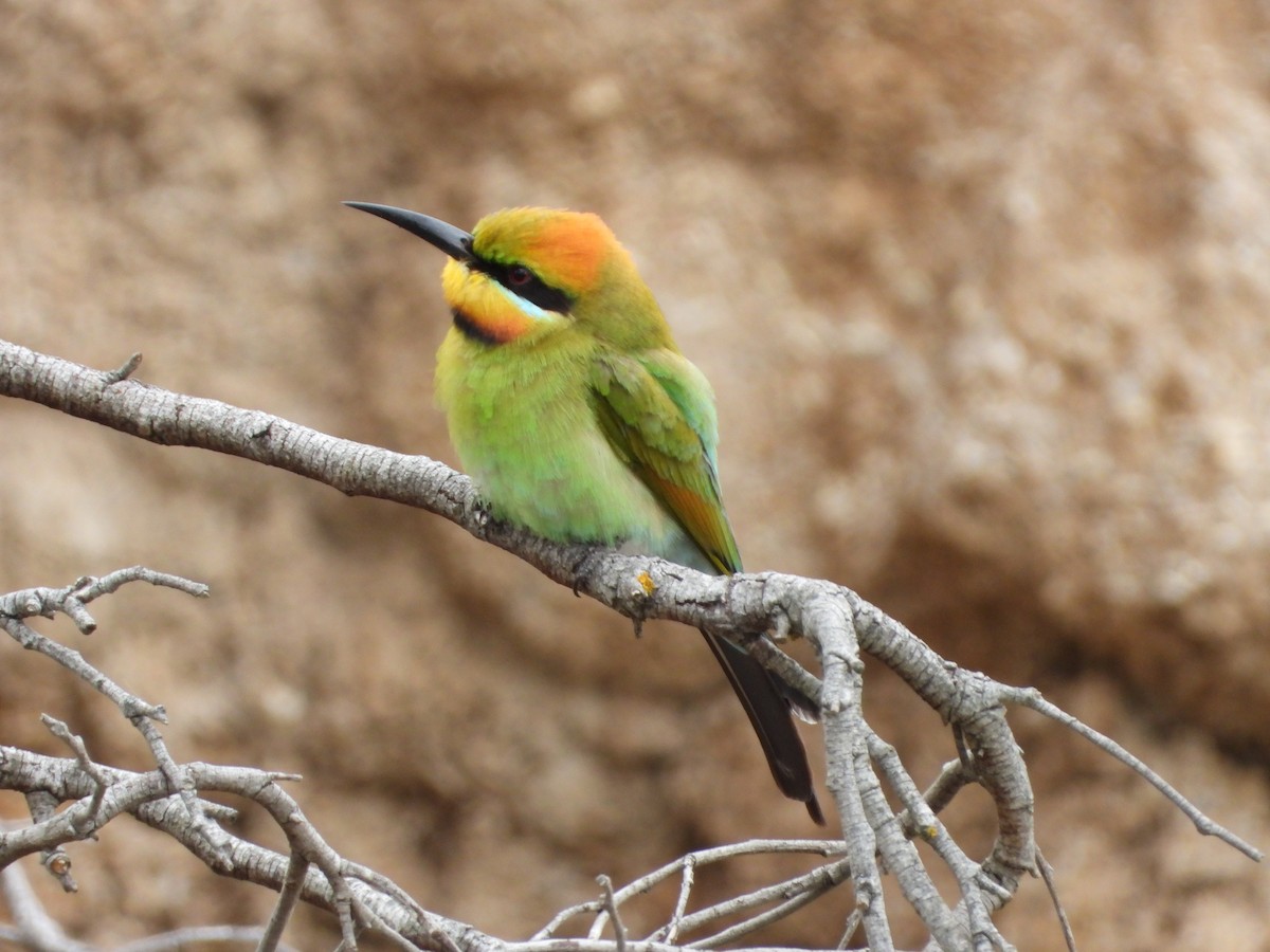 Rainbow Bee-eater - ML647323943
