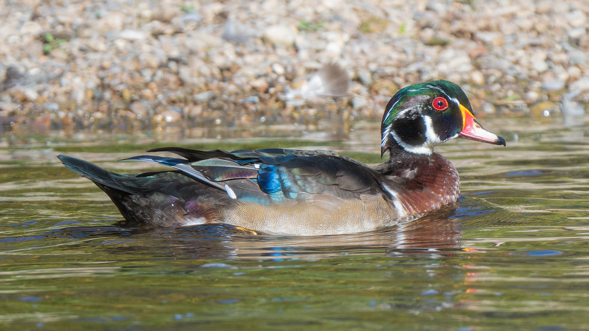 Wood Duck - ML647323963
