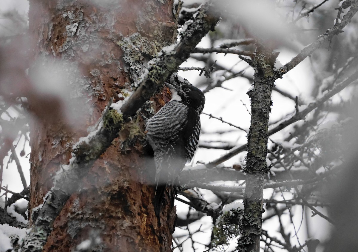 American Three-toed Woodpecker - ML647323969