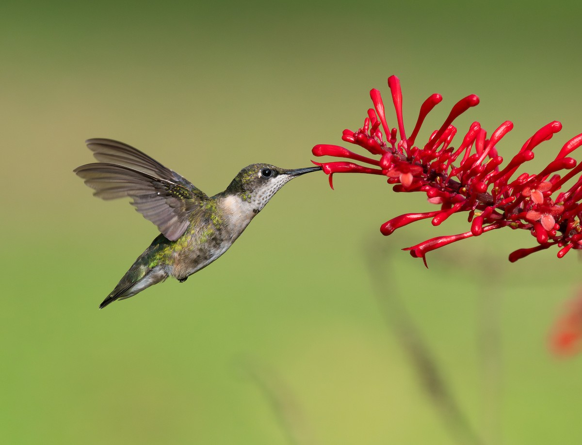 Ruby-throated Hummingbird - ML647323990
