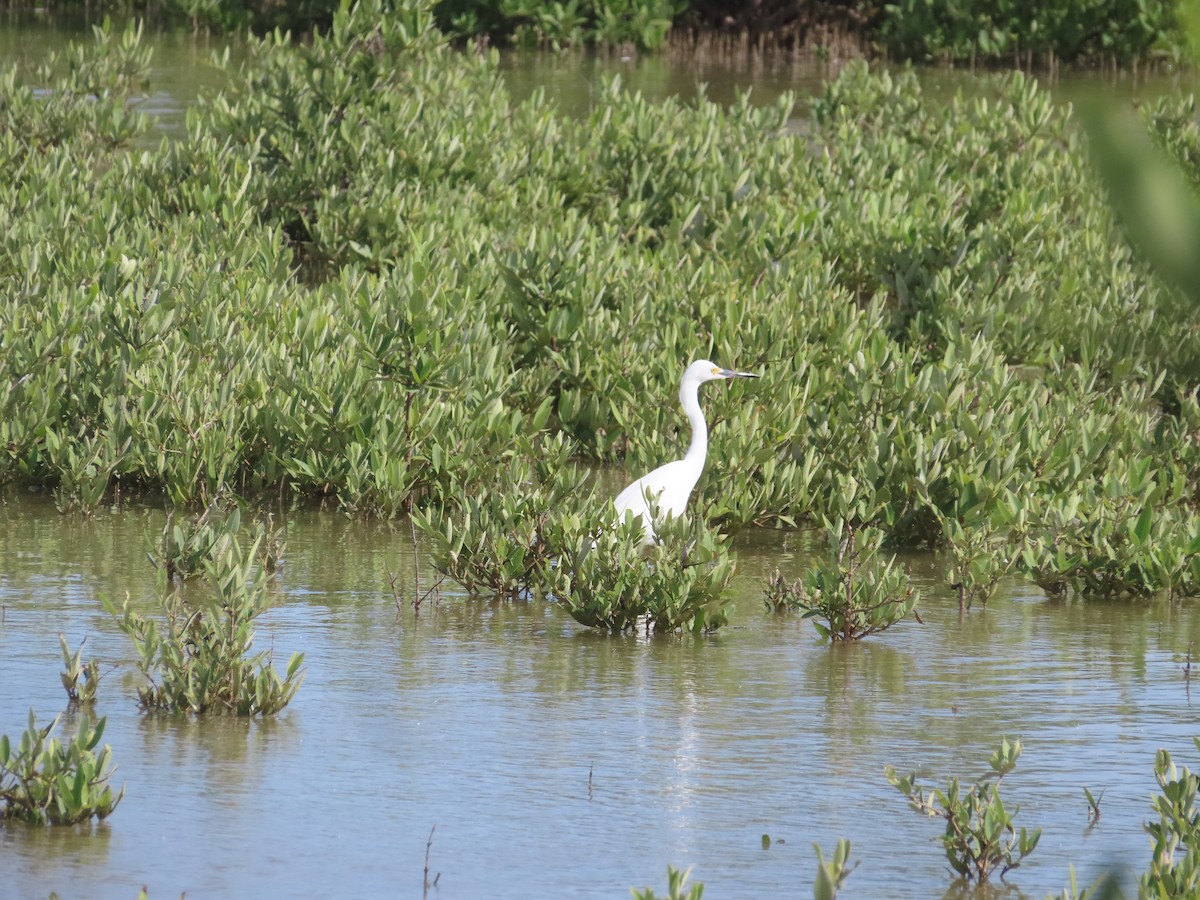 Snowy Egret - ML647324009