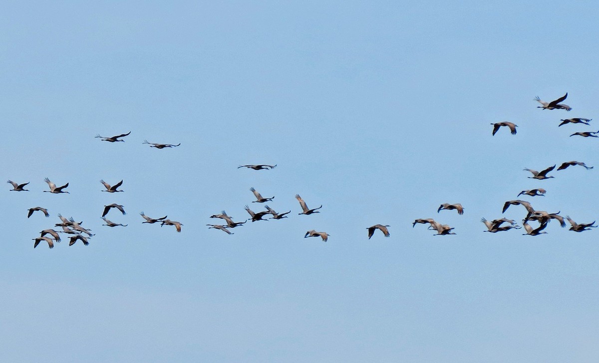 Kanada Turnası - ML647324022