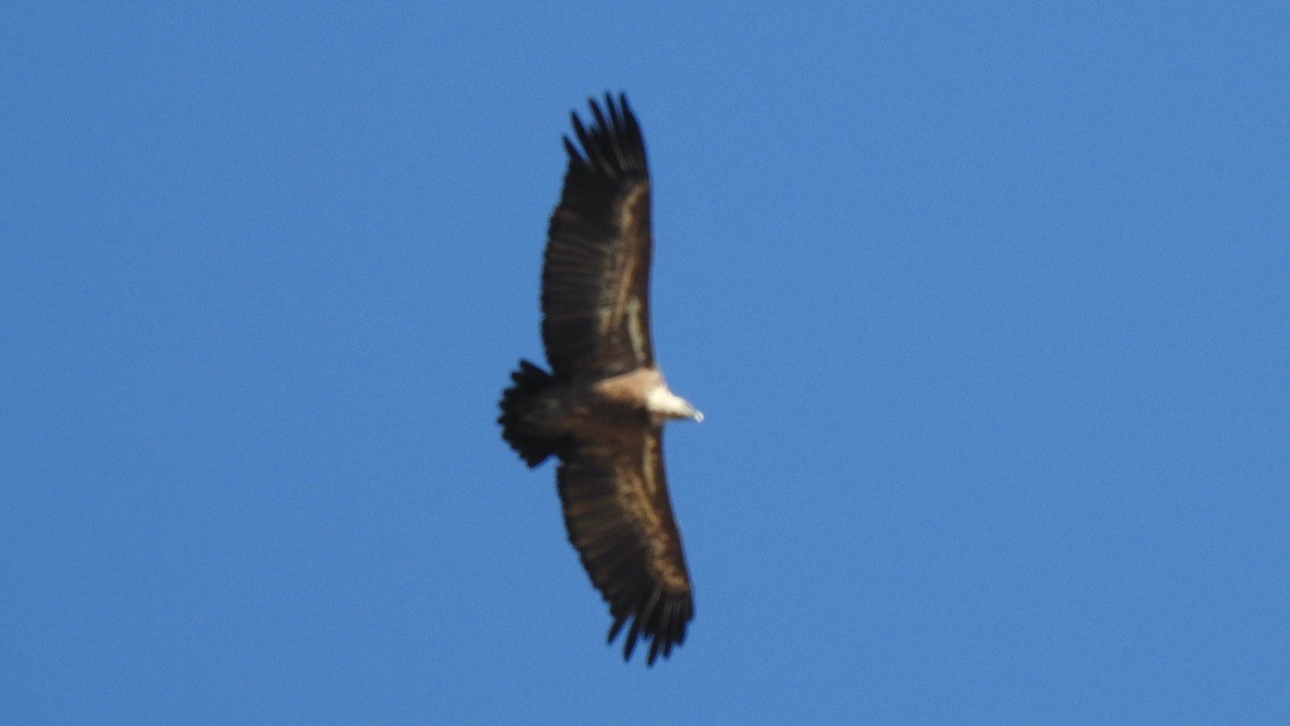 Eurasian Griffon - ML647324036