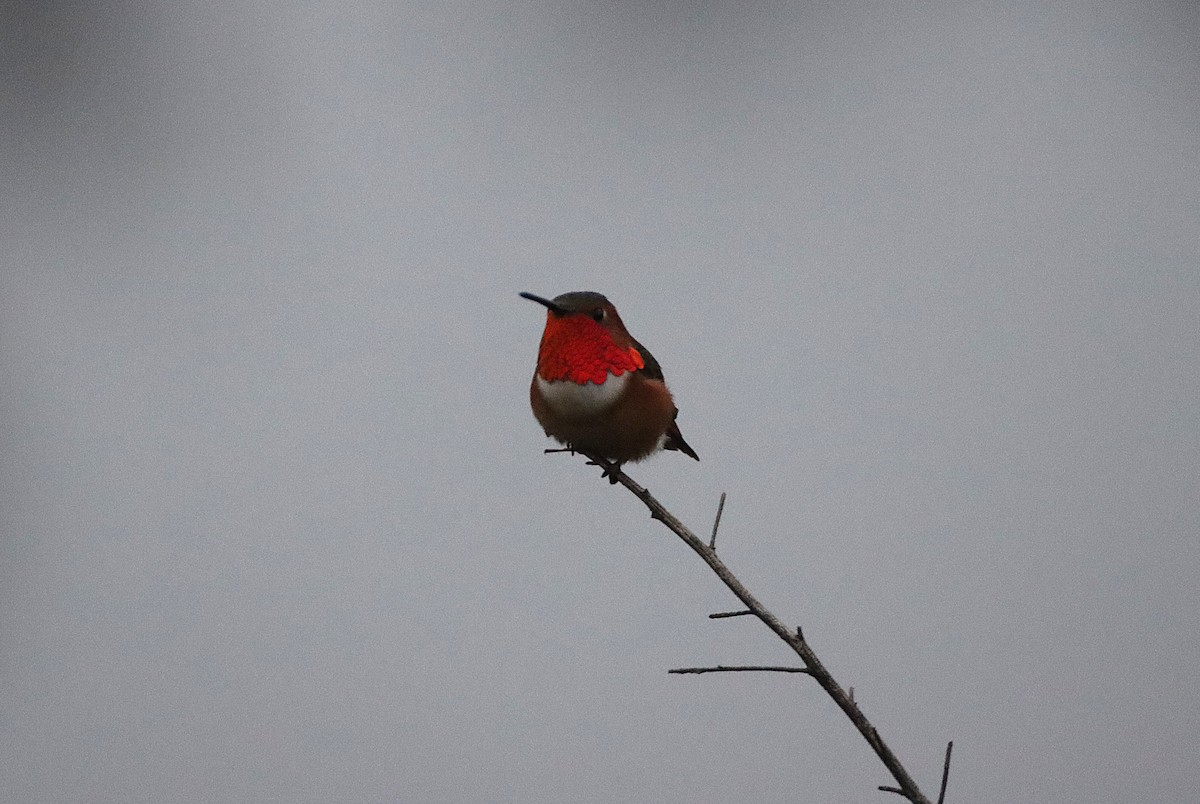 Allen's Hummingbird - ML647324048