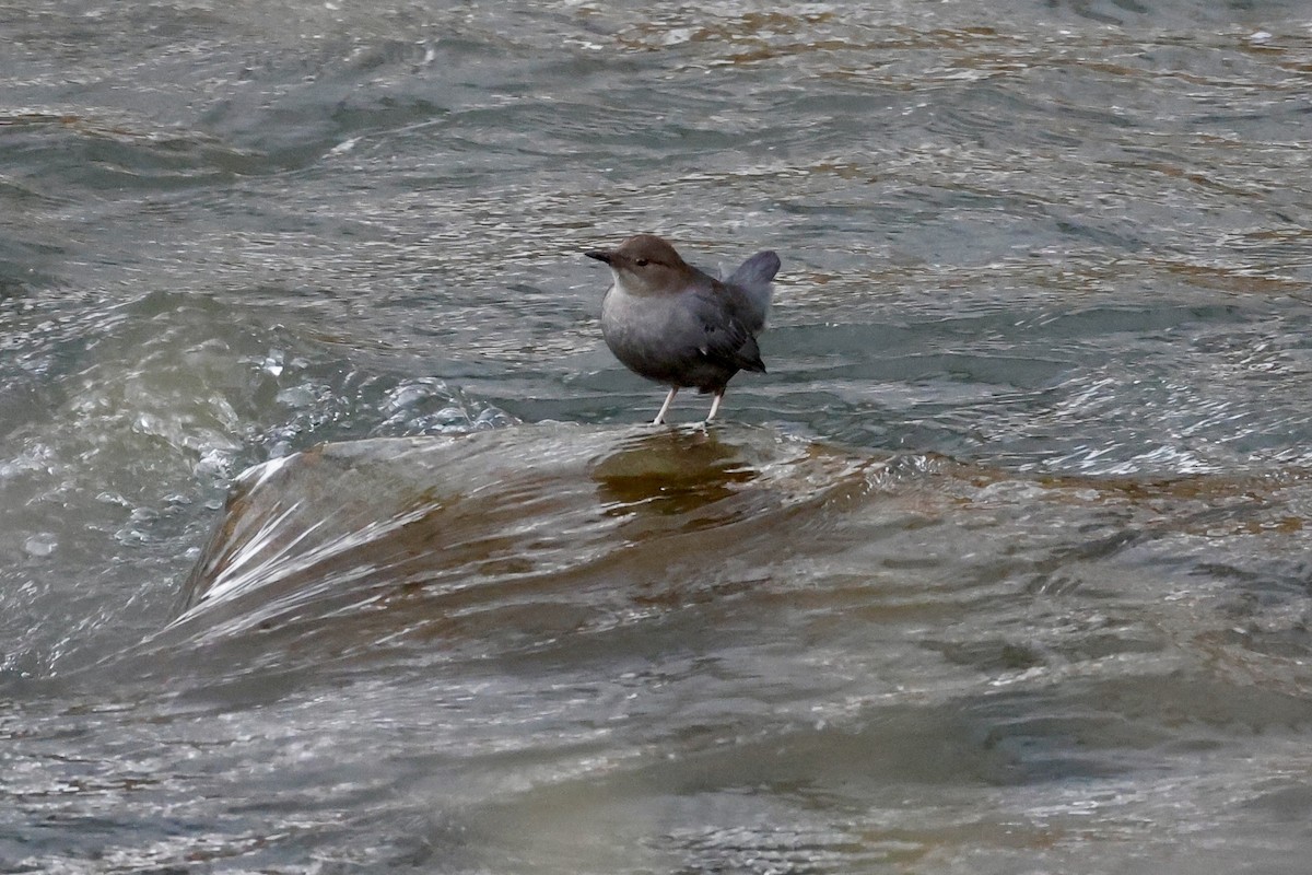 אמודאי אמריקני - ML647324051