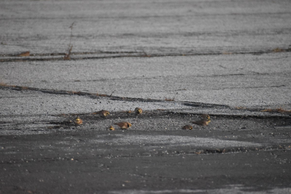 Alondra Cornuda - ML647324072