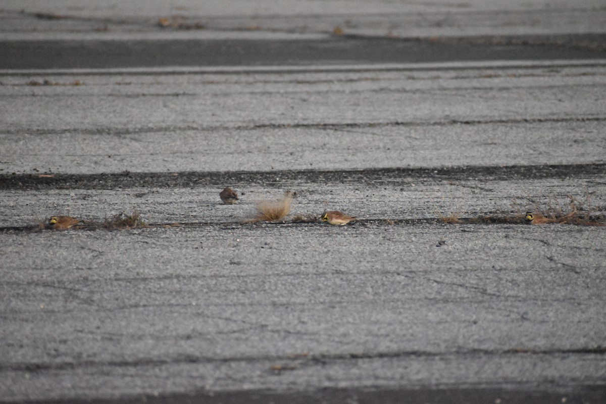 Alondra Cornuda - ML647324073