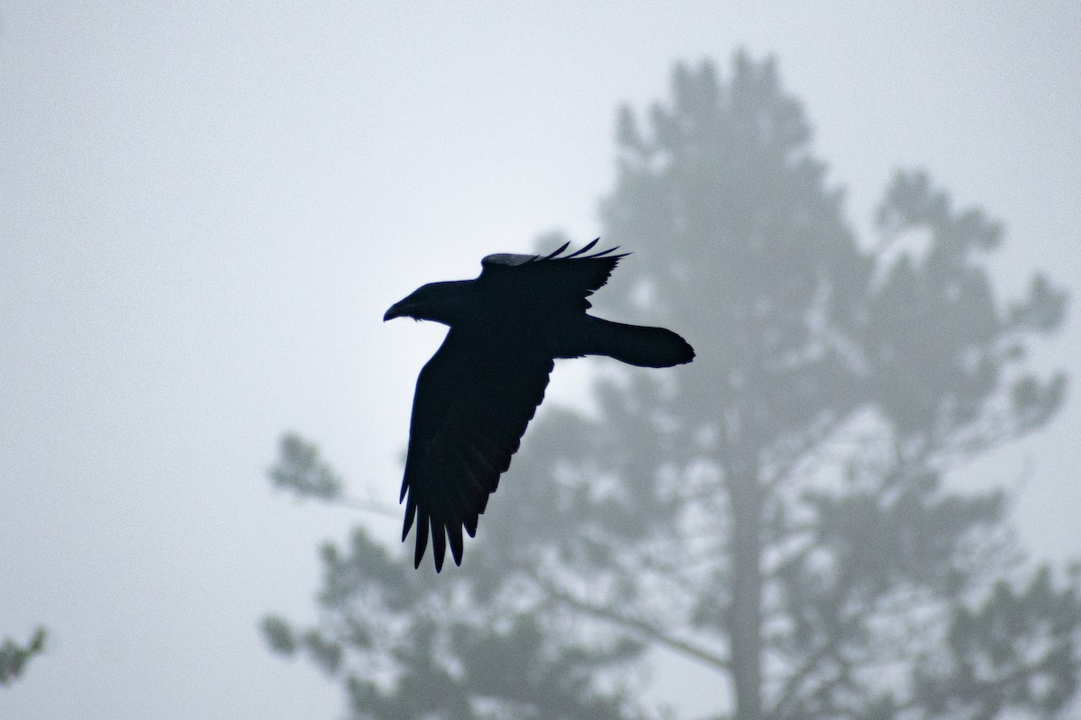 Common Raven - ML647324083