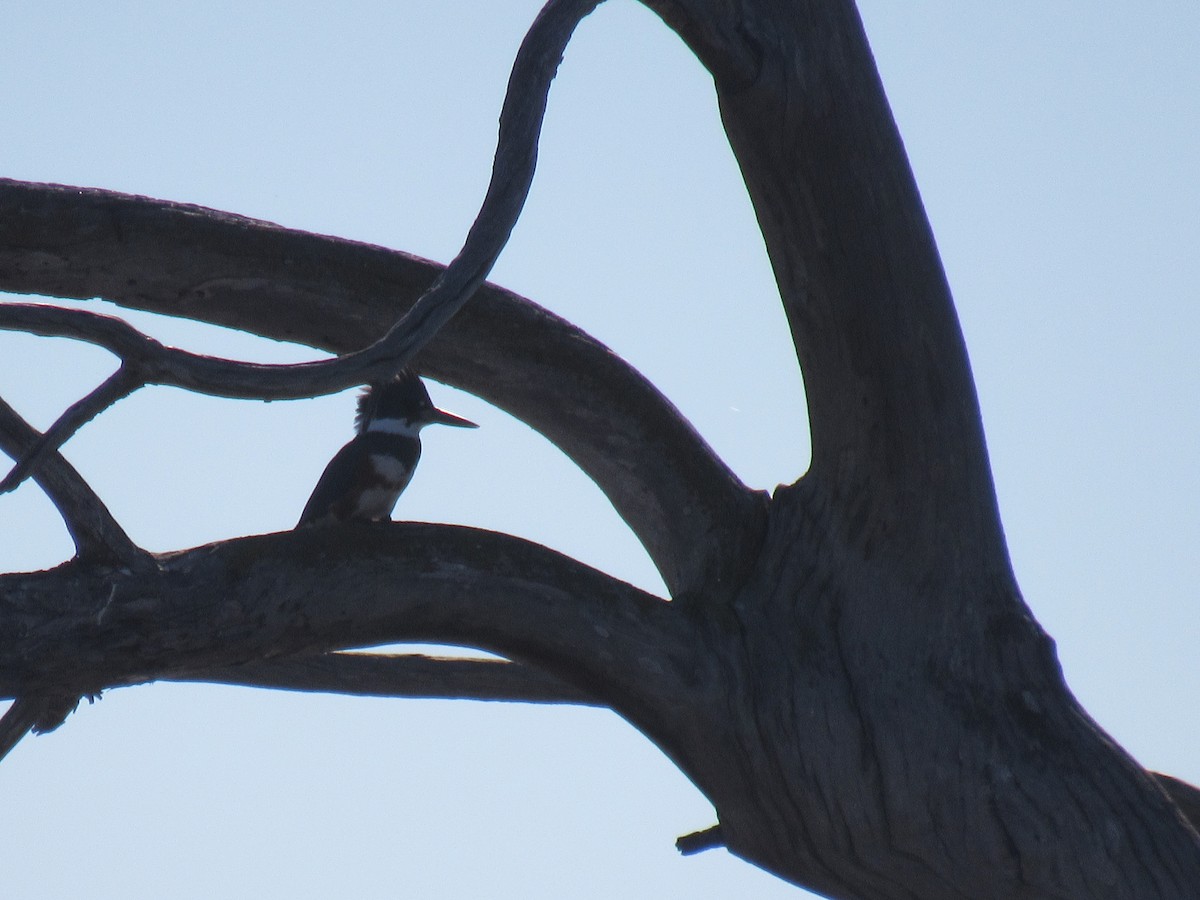 Belted Kingfisher - ML647324084