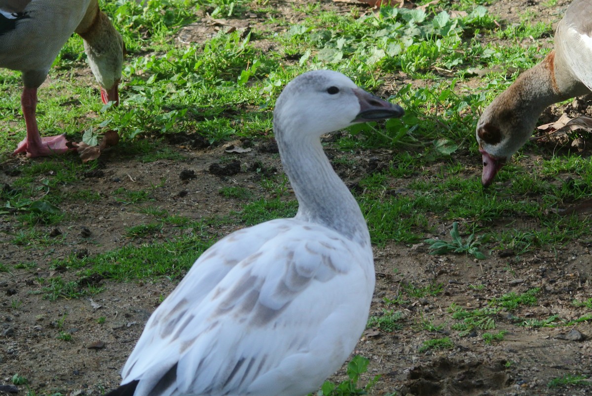 Snow Goose - ML647324097