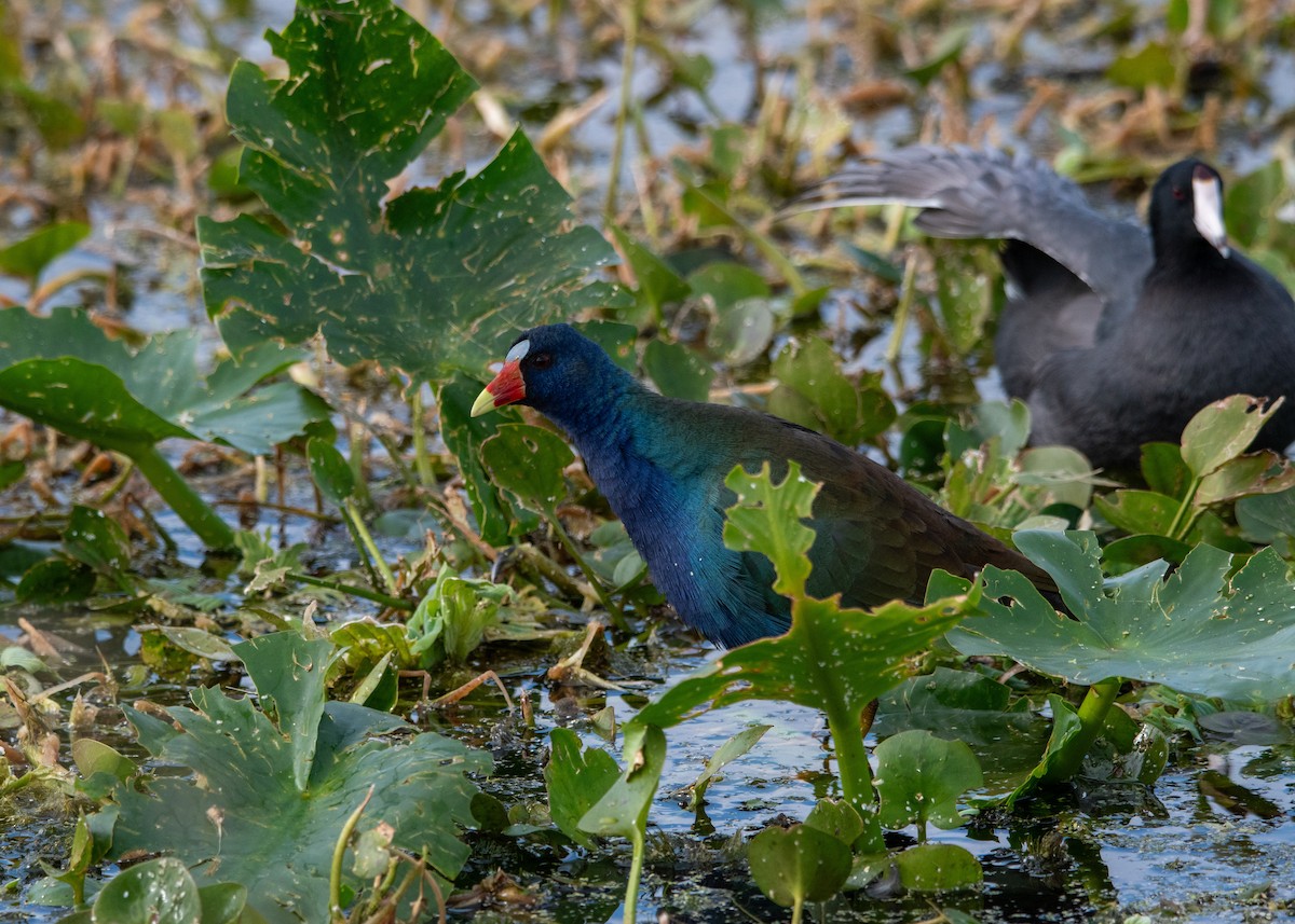 Purple Gallinule - ML647324116