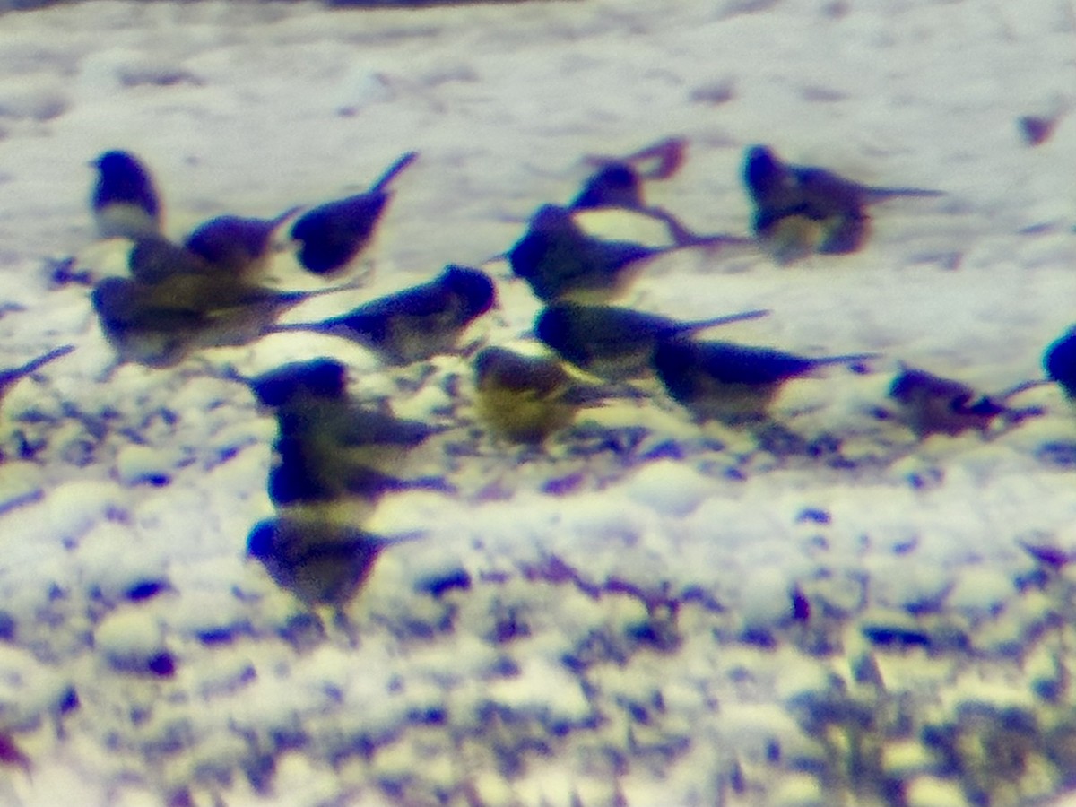 Pine Warbler - ML647324145