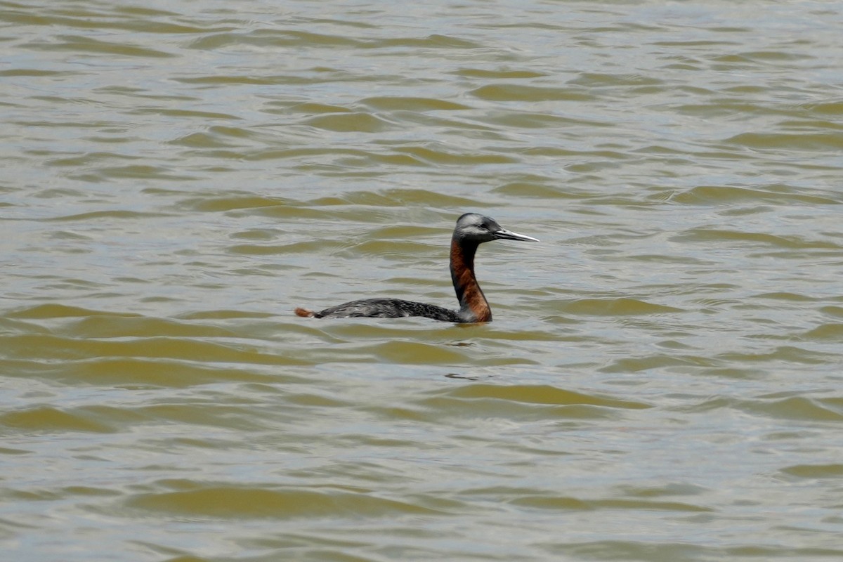 Great Grebe - ML647324146