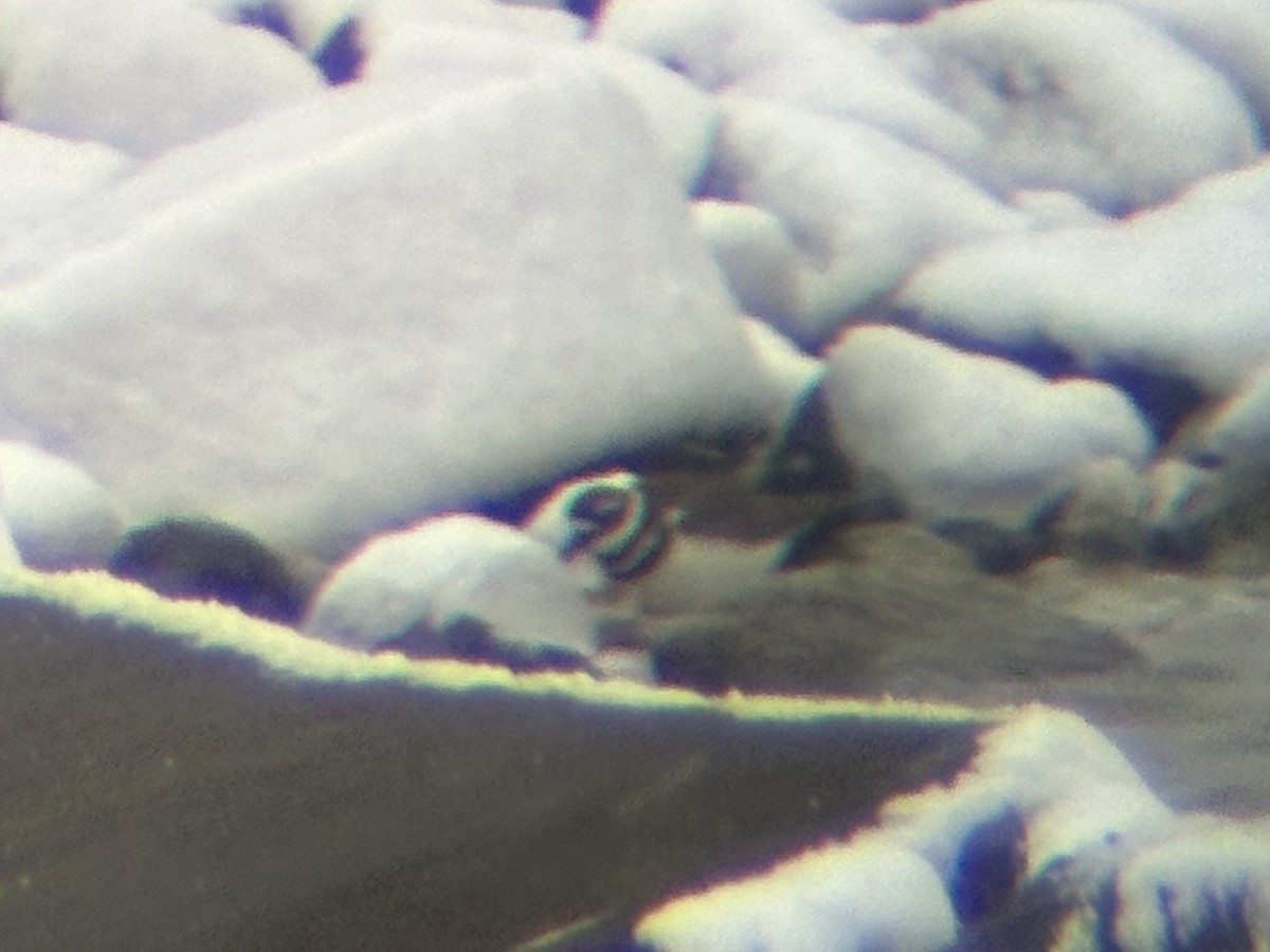 Killdeer - ML647324148