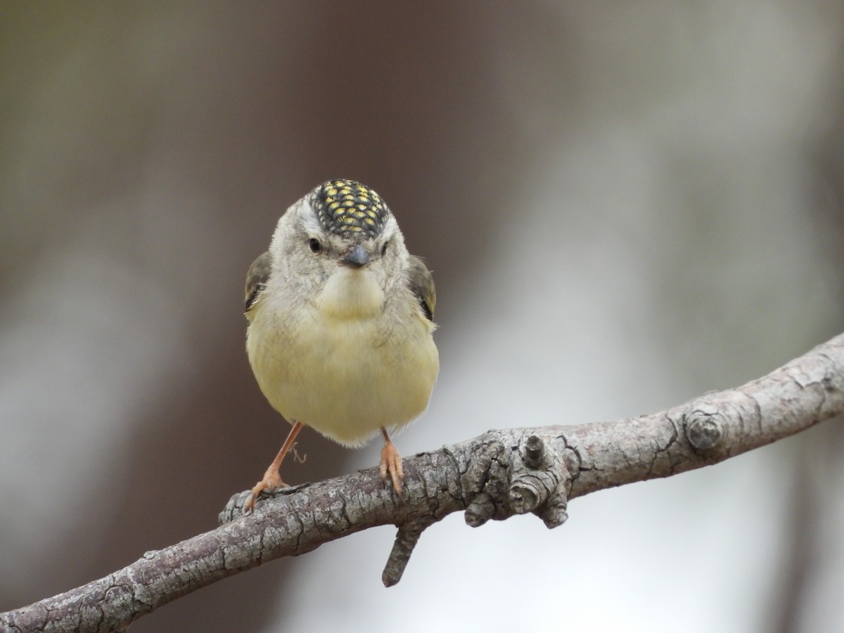 Spotted Pardalote - ML647324166