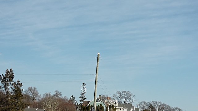 racek polární - ML647324169