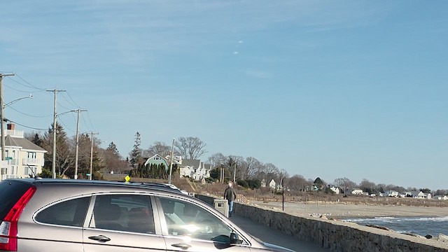 racek polární - ML647324170