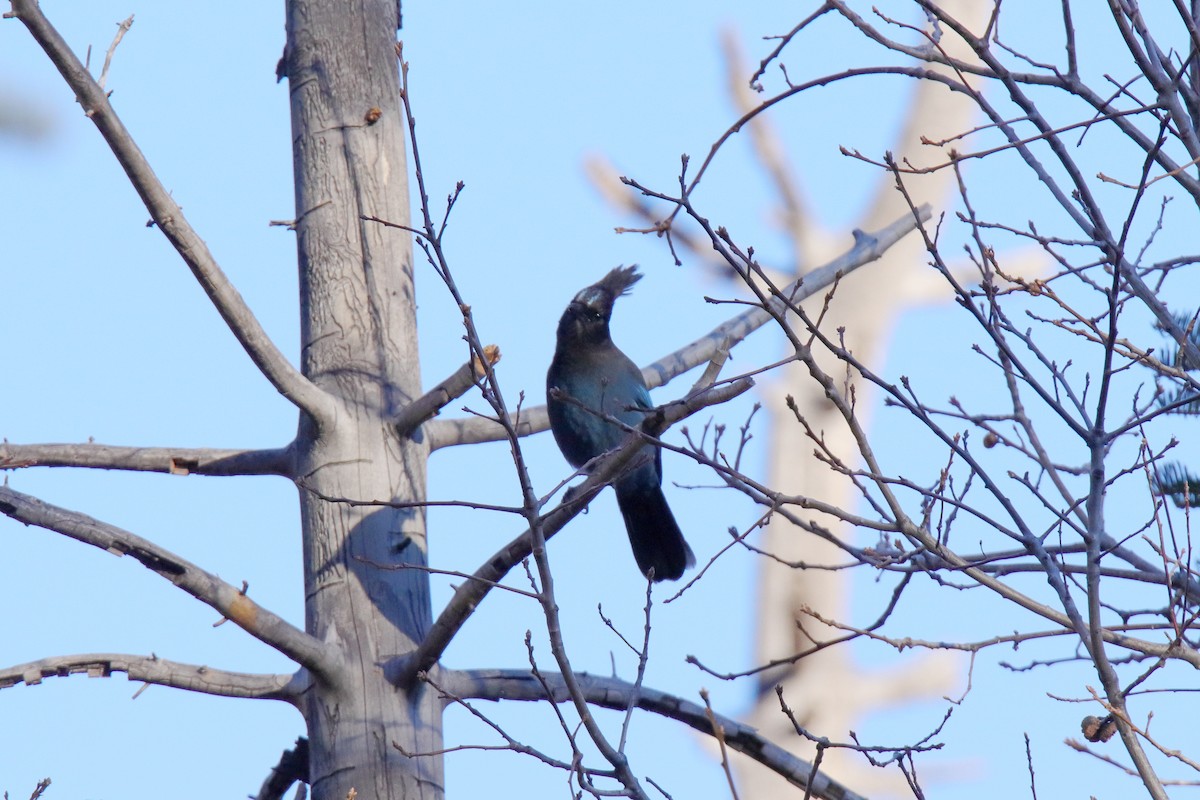 Steller's Jay - ML647324171