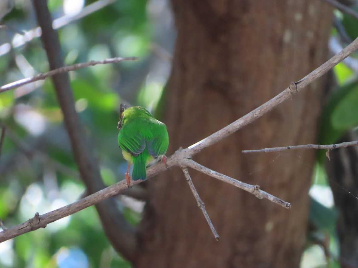Puerto Rican Tody - ML647324173