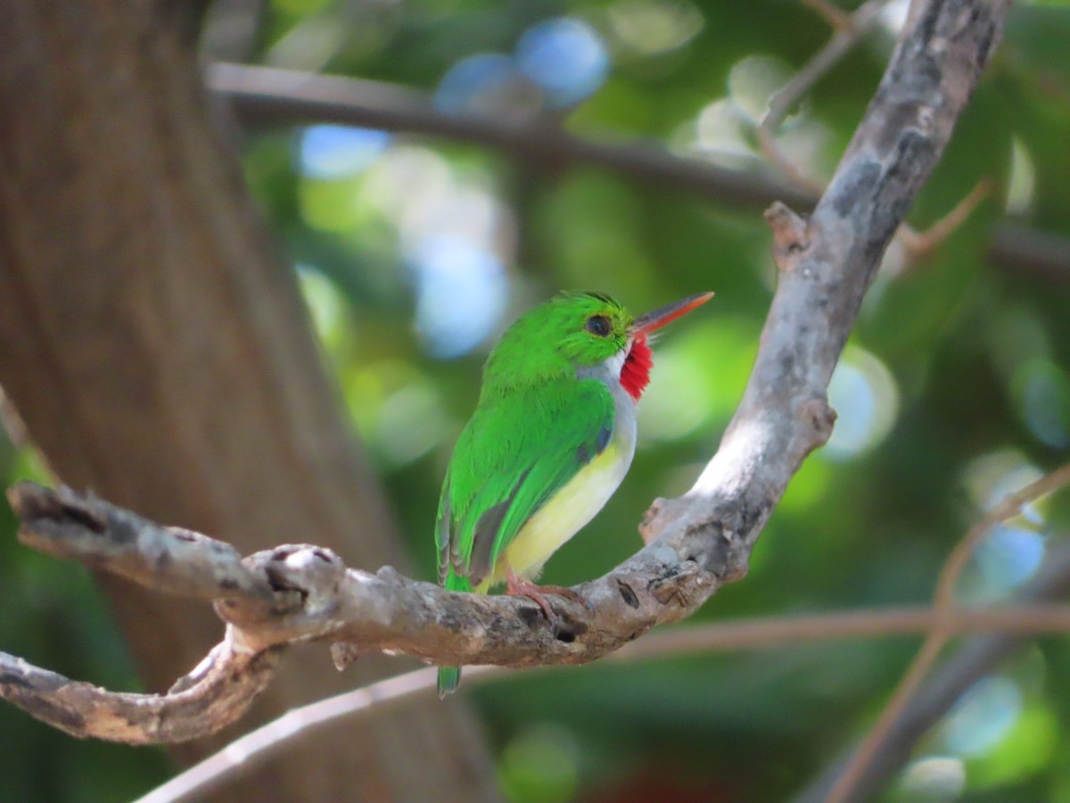 Puerto Rican Tody - ML647324174