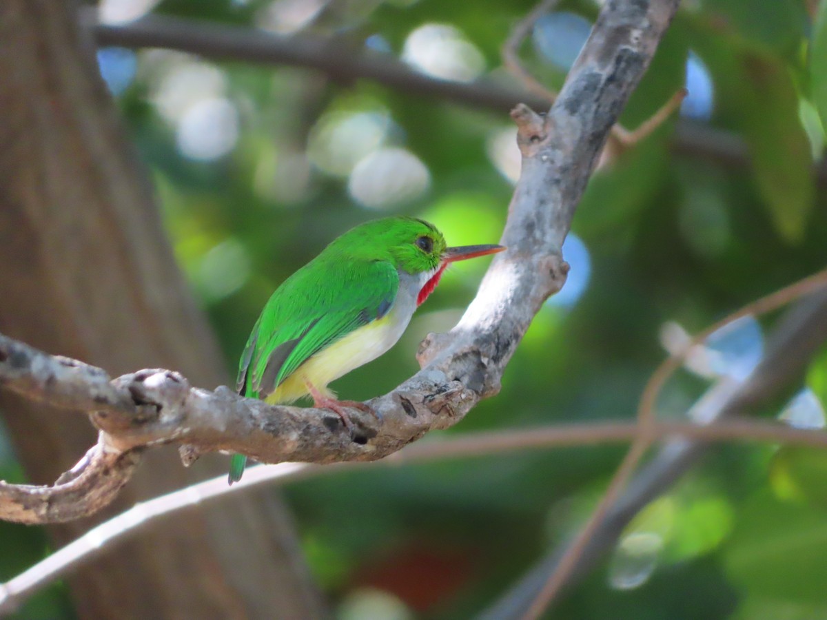 Puerto Rican Tody - ML647324175
