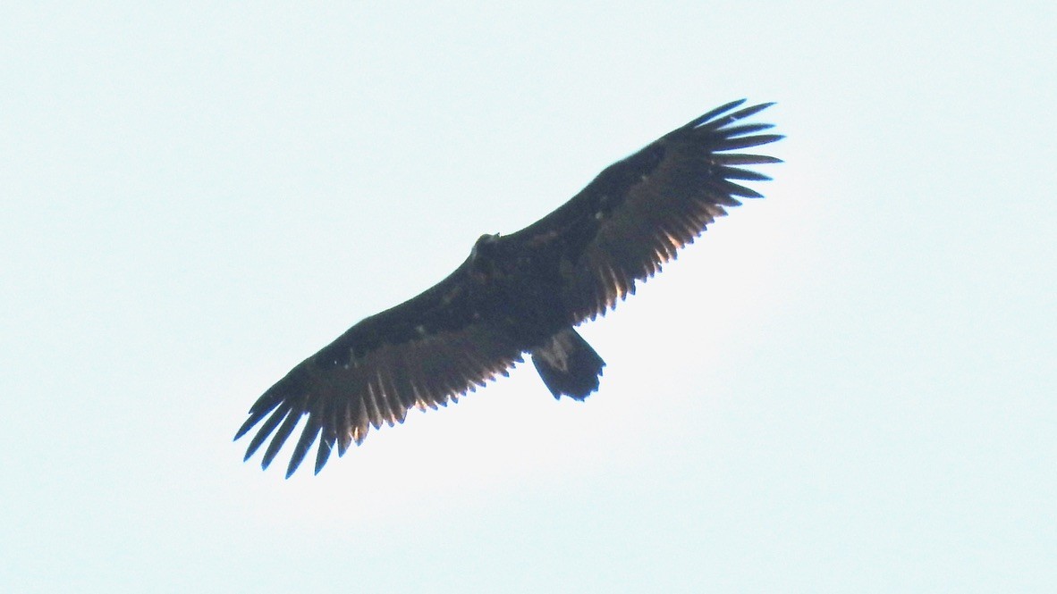 Sai beltza - ML647324176