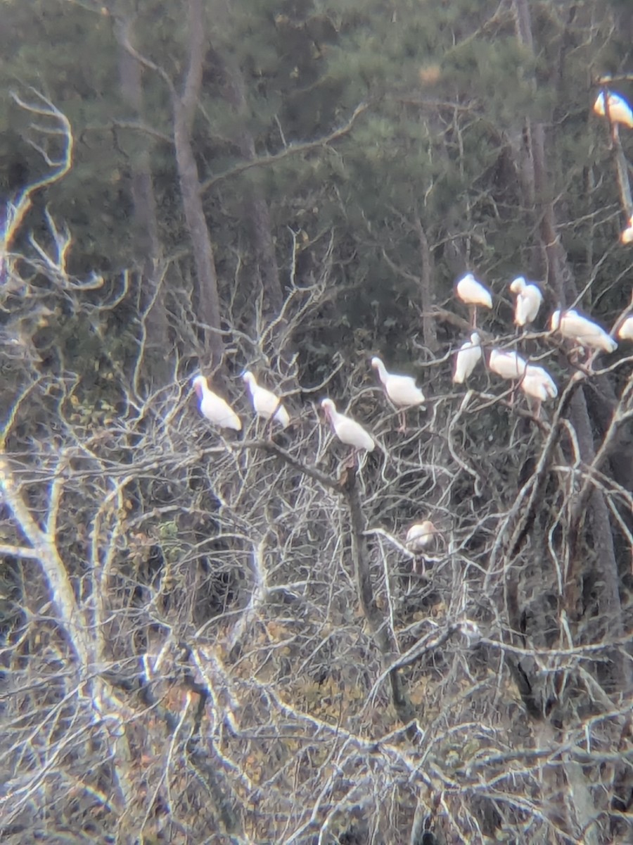 White Ibis - ML647324178