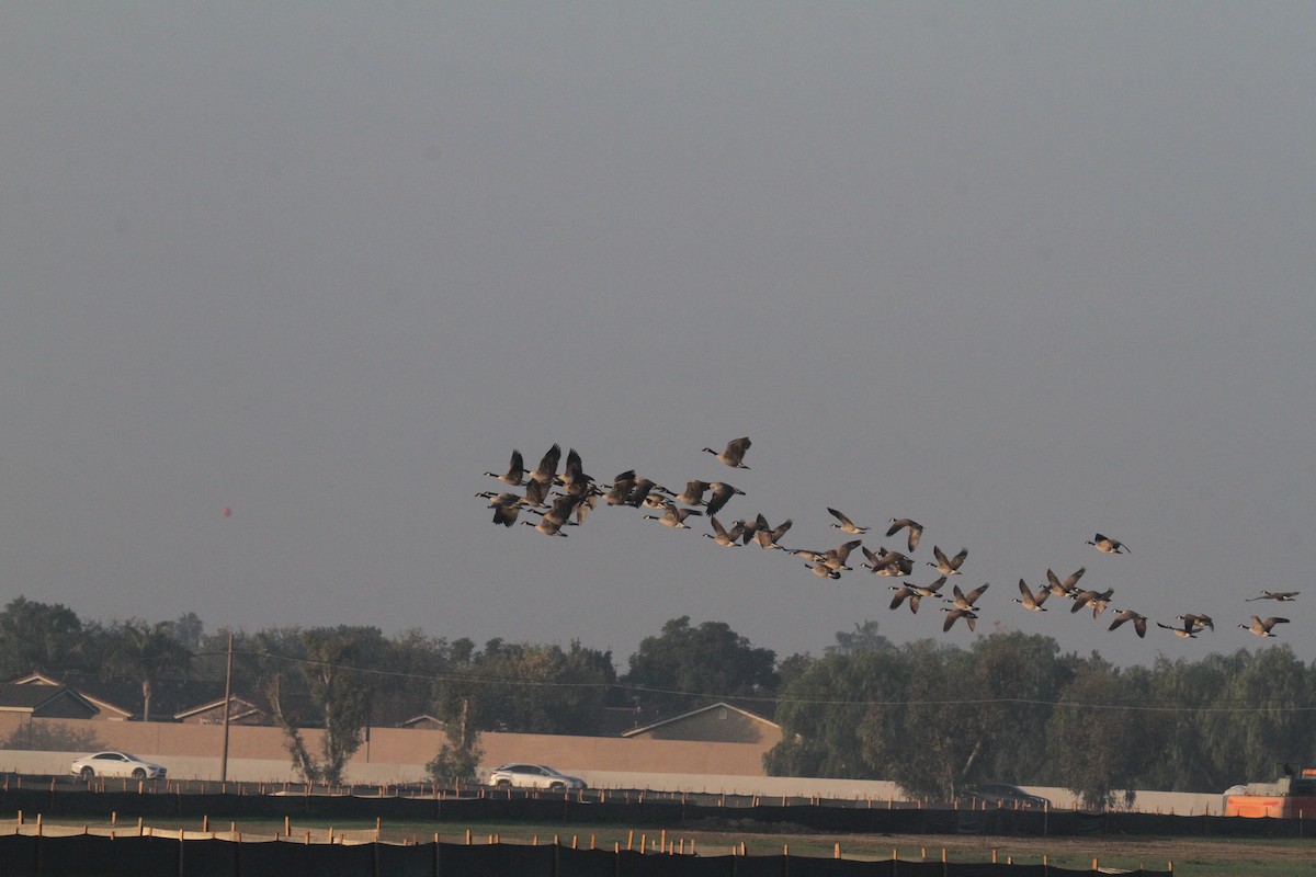 Canada Goose - ML647324193