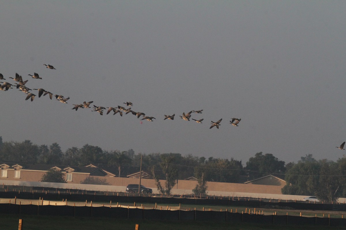 Canada Goose - ML647324194