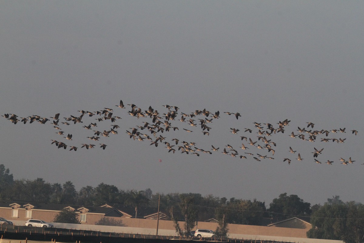 Canada Goose - ML647324195