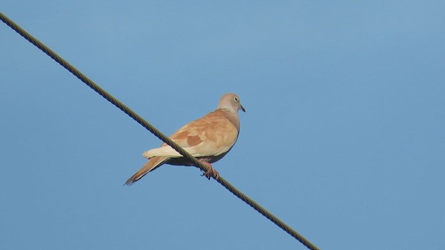 hrdlička zahradní - ML647324199