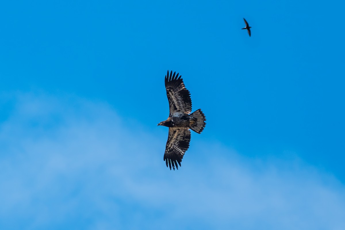 Bald Eagle - ML647324219