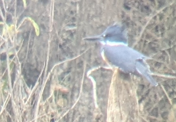 Belted Kingfisher - ML647324220
