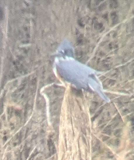Belted Kingfisher - ML647324221