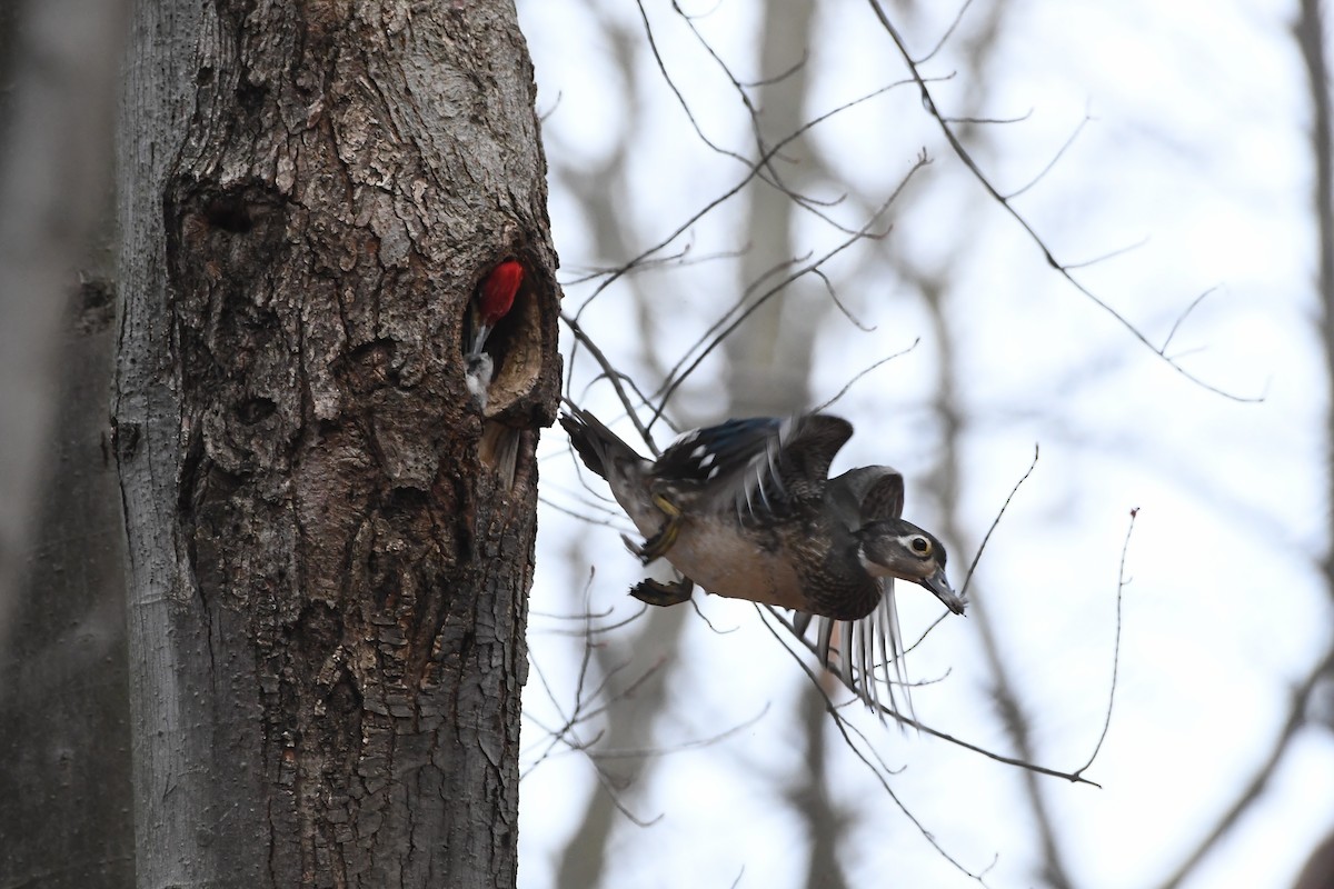 Ahate karolinarra - ML647324228